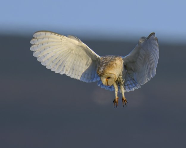 Barn Owl 31 Aug 24