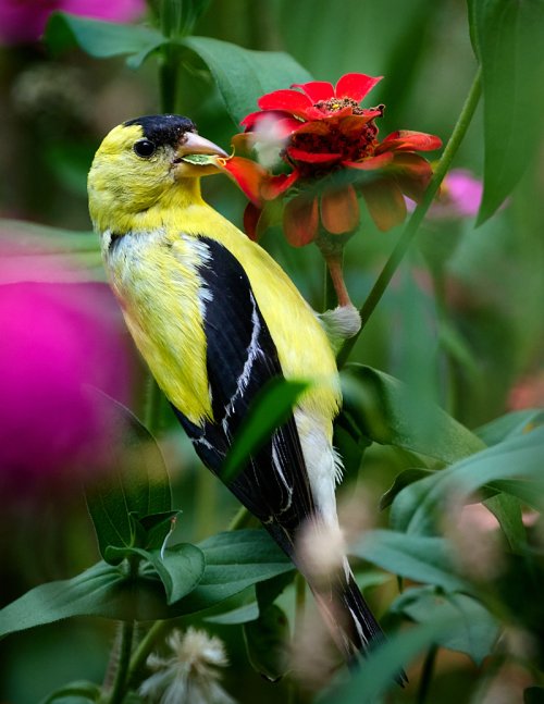 Goldfinch eating my flowers!!