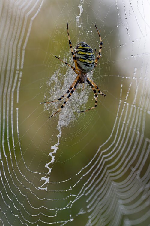 Wasp spider (Argiope bruennichi) in dew covered web