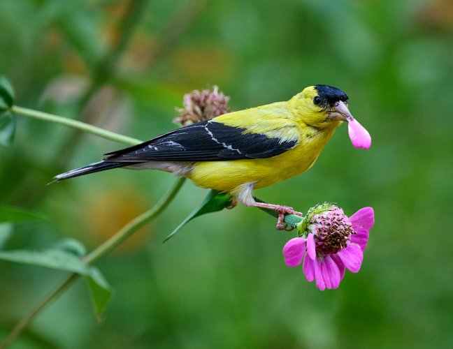 Goldfinch eating my flowers!!