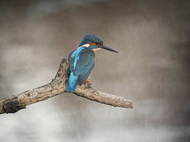 Kingfisher