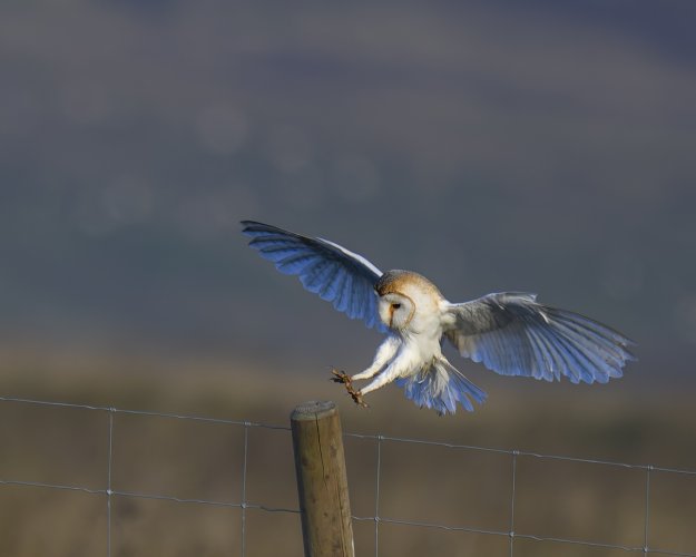 Barn Owl with Landing Gear Down