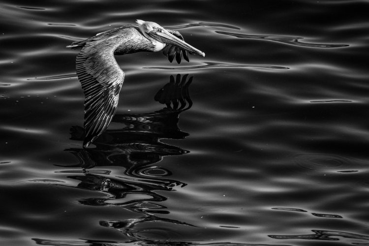 Pirate Reflection in the Dark Seas