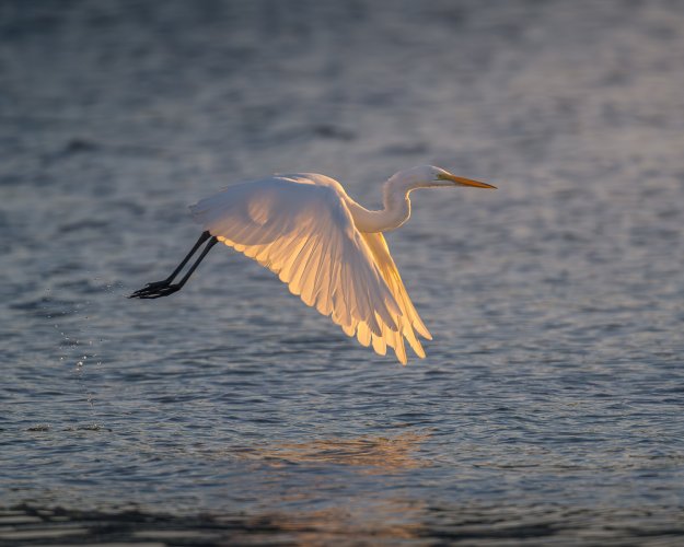 Great Egret flying by in the early morning light