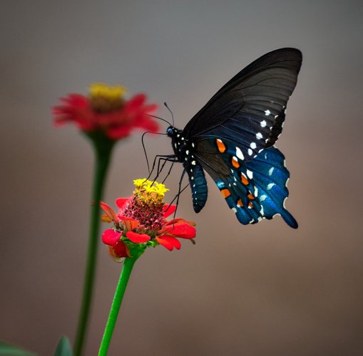 Pipevine Butterfly?