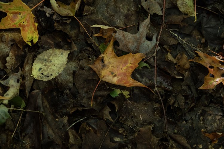 fall.leaves.sm_Z632277 copy 2.jpg