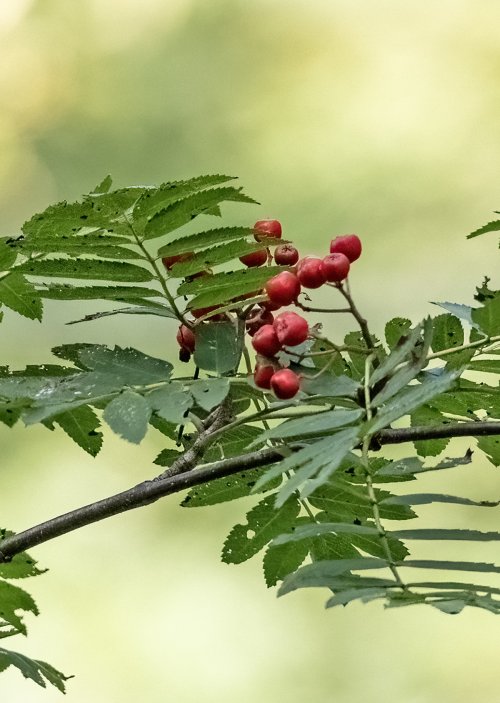 rowan.berries.processed.sm.jpg