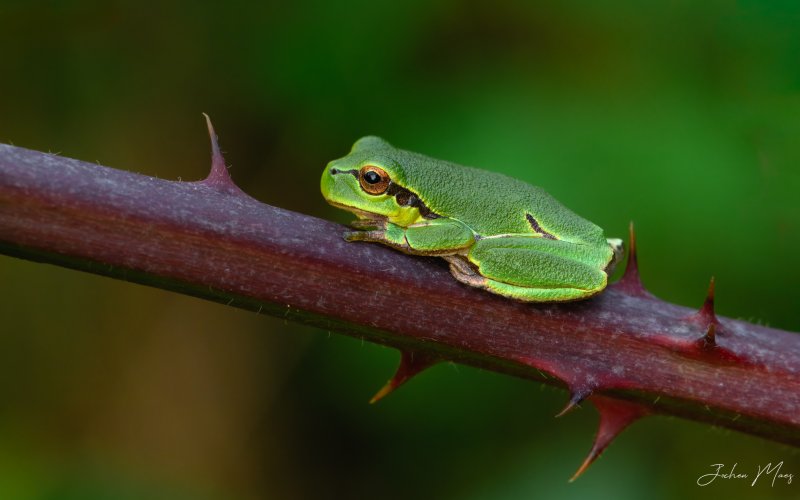 European tree frogs