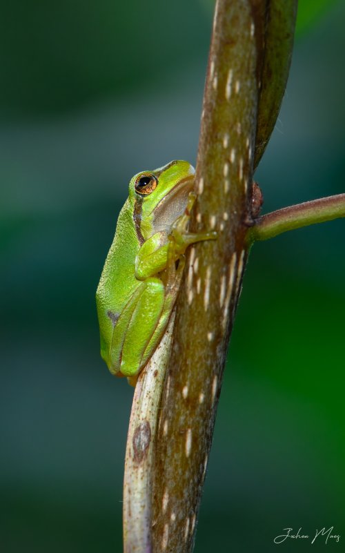 European tree frogs