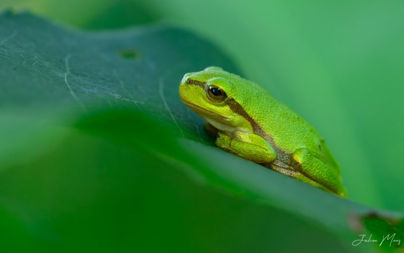 European tree frogs