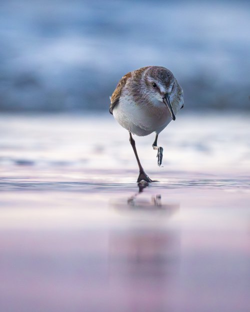 Western Sandpiper on the beach after sunset