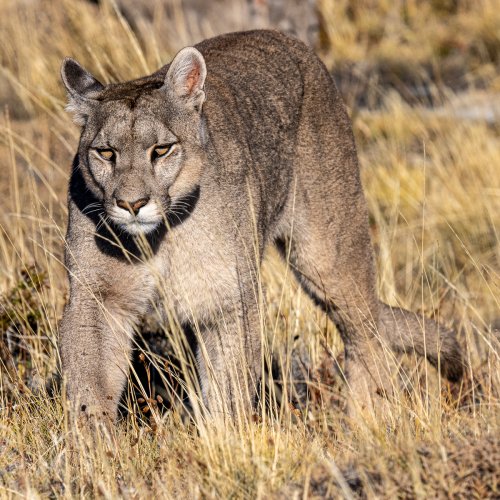 Female Puma Approaching