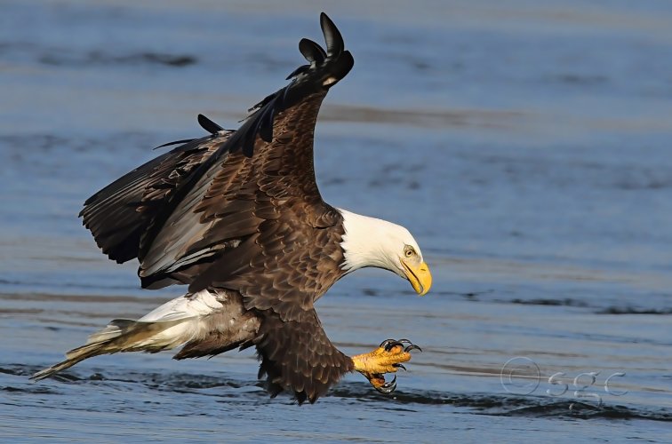 Bald Eagle...I see you!