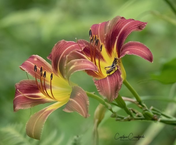 cricket.daylily2_Z631029 copy.jpg