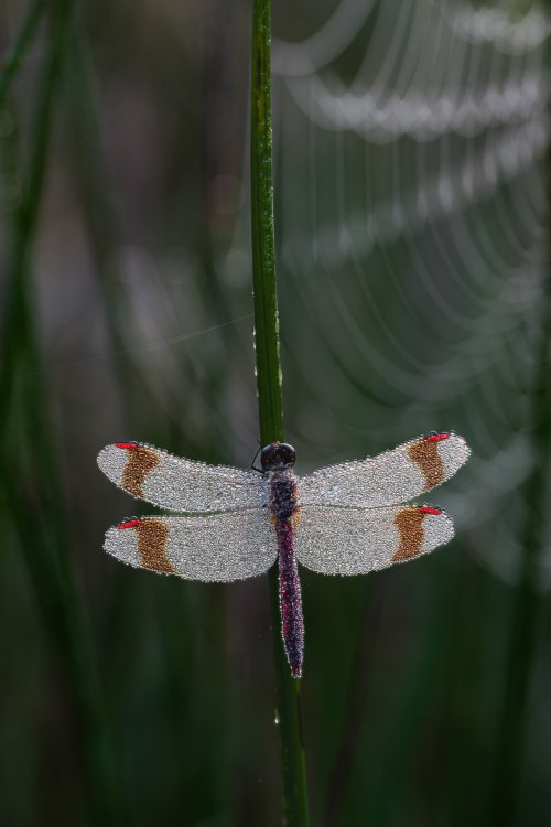 dew covered banded darter