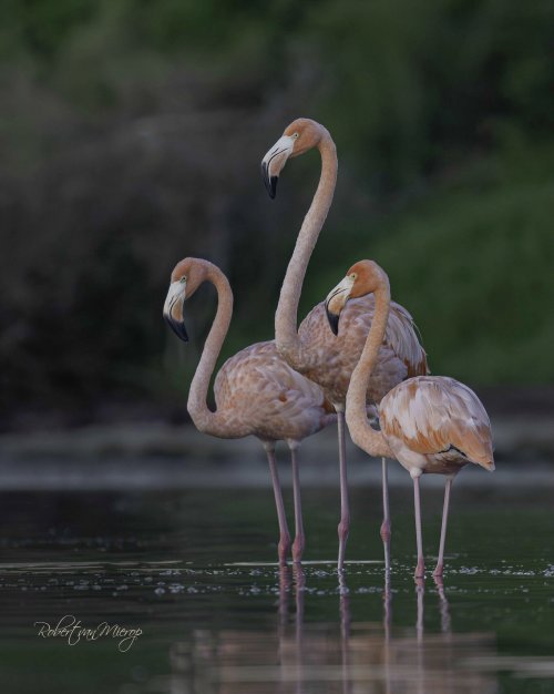 Merritt Island Threesome