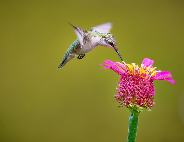 Hummingbird
