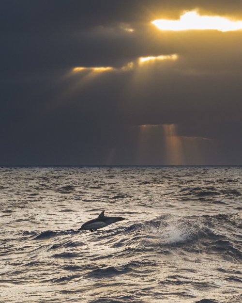 Pacific White-sided Dolphin at Sunrise