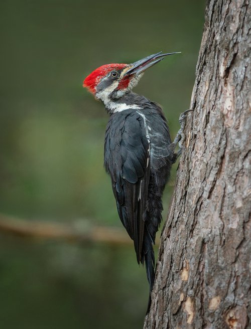 Now junior...your know it's not nice to stick out your tongue:
Male Pileated Woodpecker teen: My yard Thunder Bay.