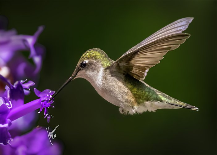 humming birds....