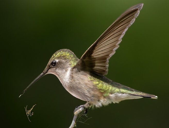 humming birds....