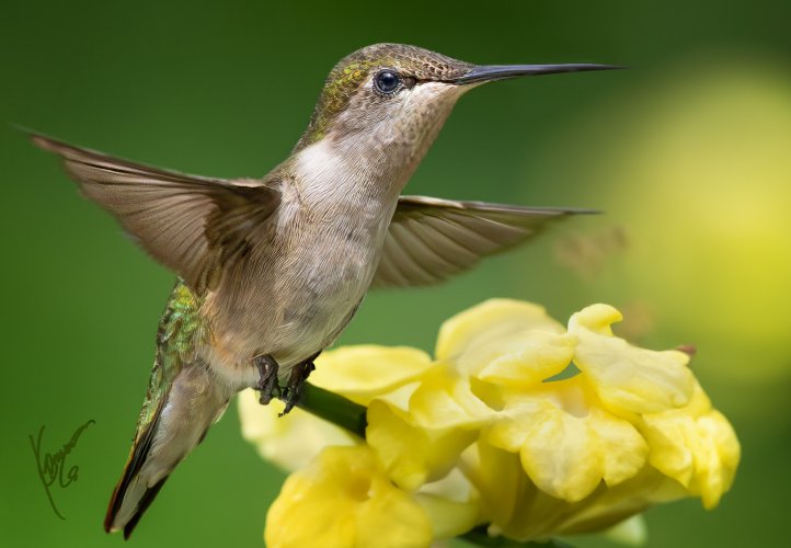 humming birds....