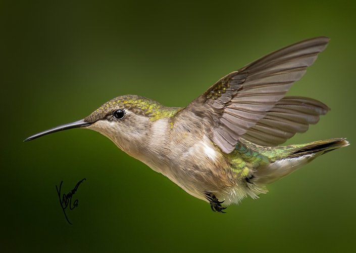 humming birds....