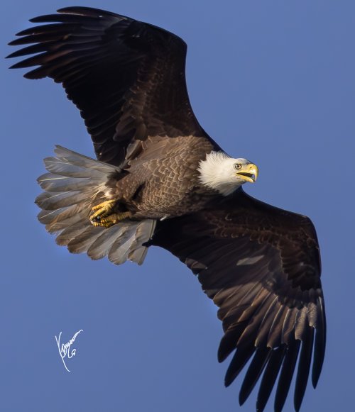 2nd week into bird photography... Bald EAGLES