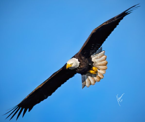 2nd week into bird photography... Bald EAGLES