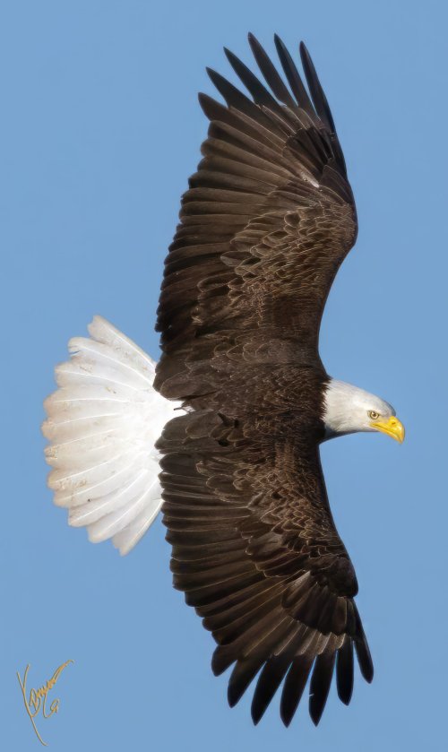 2nd week into bird photography... Bald EAGLES