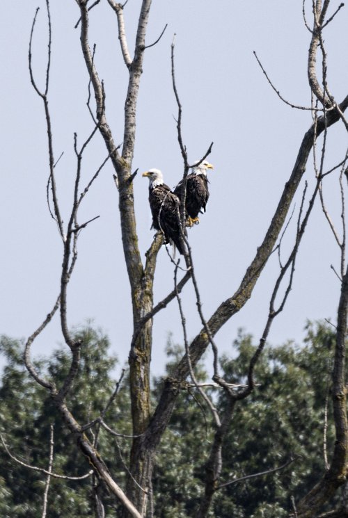 2nd week into bird photography... Bald EAGLES