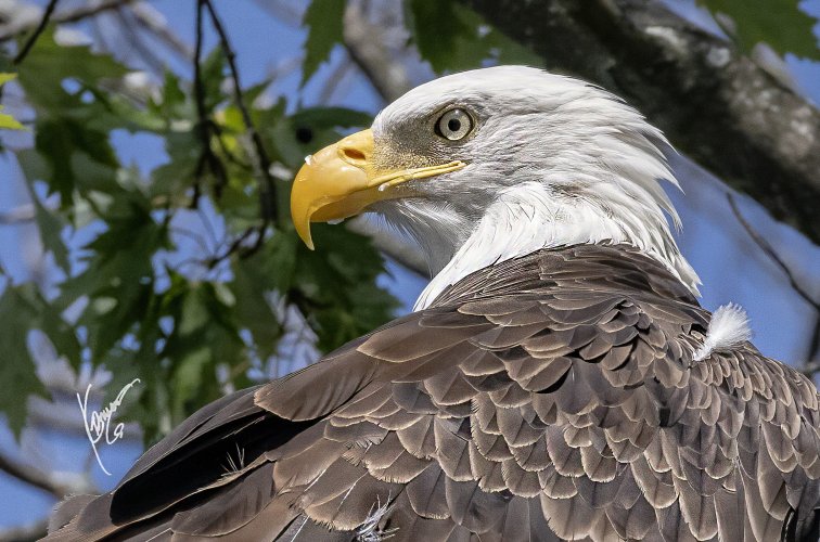 2nd week into bird photography... Bald EAGLES