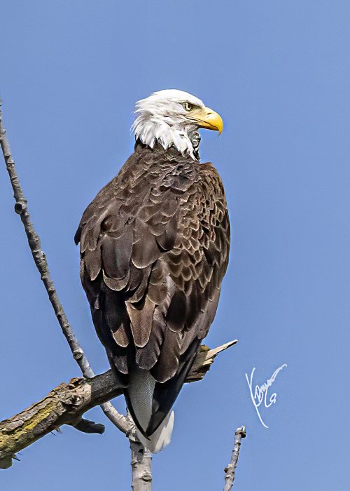 2nd week into bird photography... Bald EAGLES