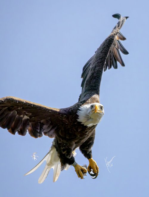 2nd week into bird photography... Bald EAGLES