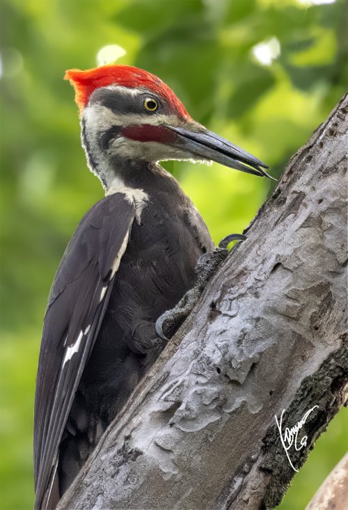 3rd week into Bird photography.  PILEATED wood pecker and smaller ones