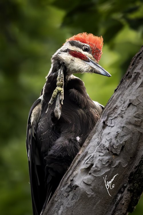 3rd week into Bird photography.  PILEATED wood pecker and smaller ones