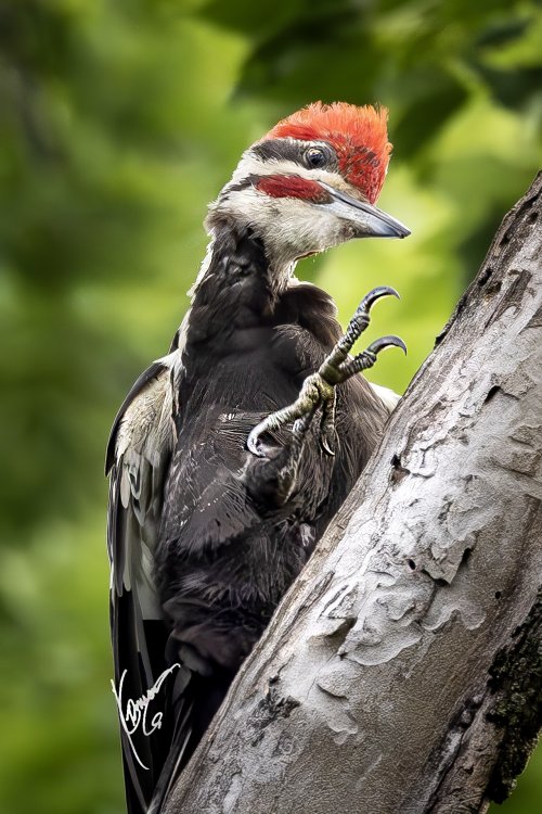 3rd week into Bird photography.  PILEATED wood pecker and smaller ones