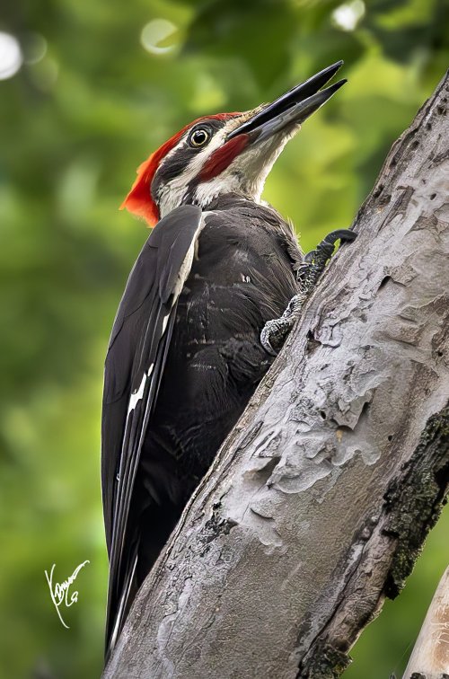 3rd week into Bird photography.  PILEATED wood pecker and smaller ones