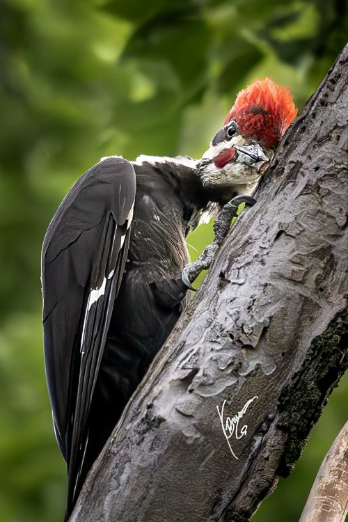 3rd week into Bird photography.  PILEATED wood pecker and smaller ones