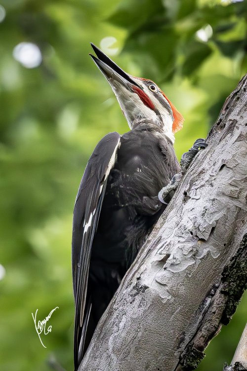 3rd week into Bird photography.  PILEATED wood pecker and smaller ones