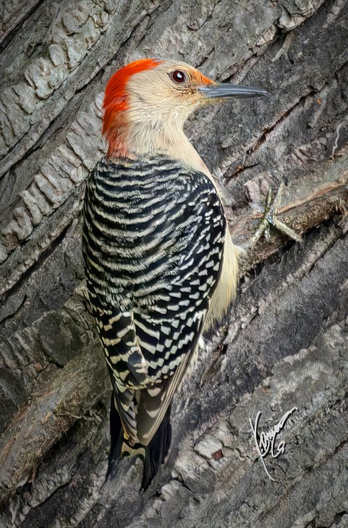 3rd week into Bird photography.  PILEATED wood pecker and smaller ones