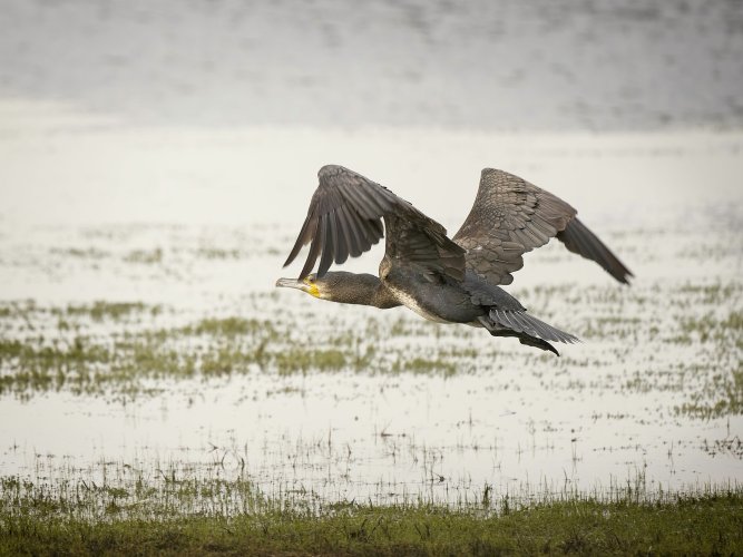 Cormorant