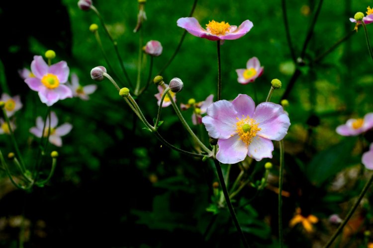 Flowers and assorted insects