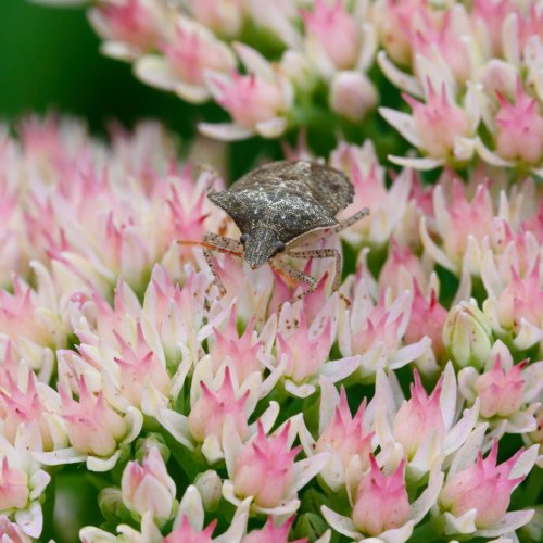 Flowers and assorted insects