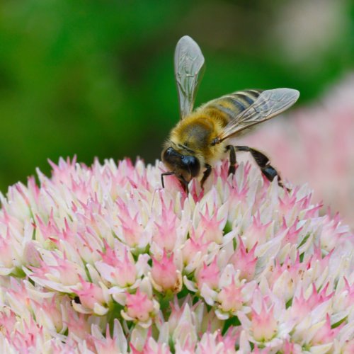 Flowers and assorted insects