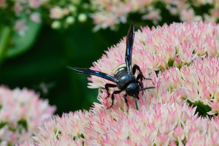 Flowers and assorted insects