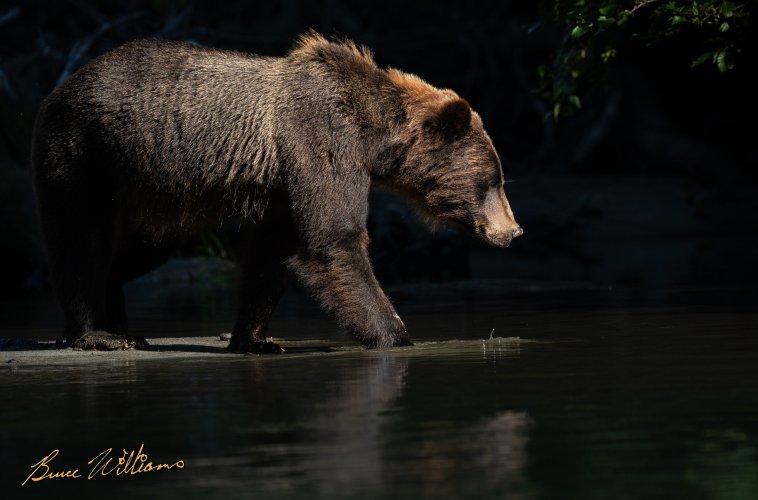 Grizzly searching for salmon on the Atnarko river.