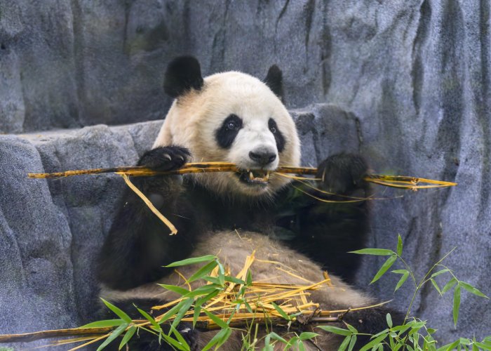 San Diego Zoo Panda.jpg