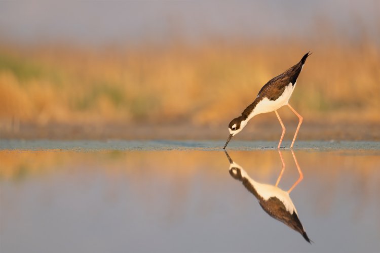 Black Necked Stilt