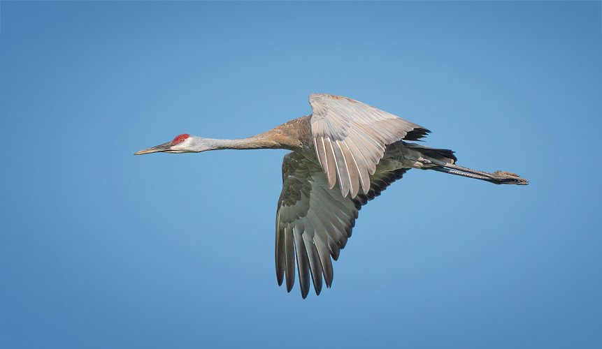 Went looking for Sandhill Cranes